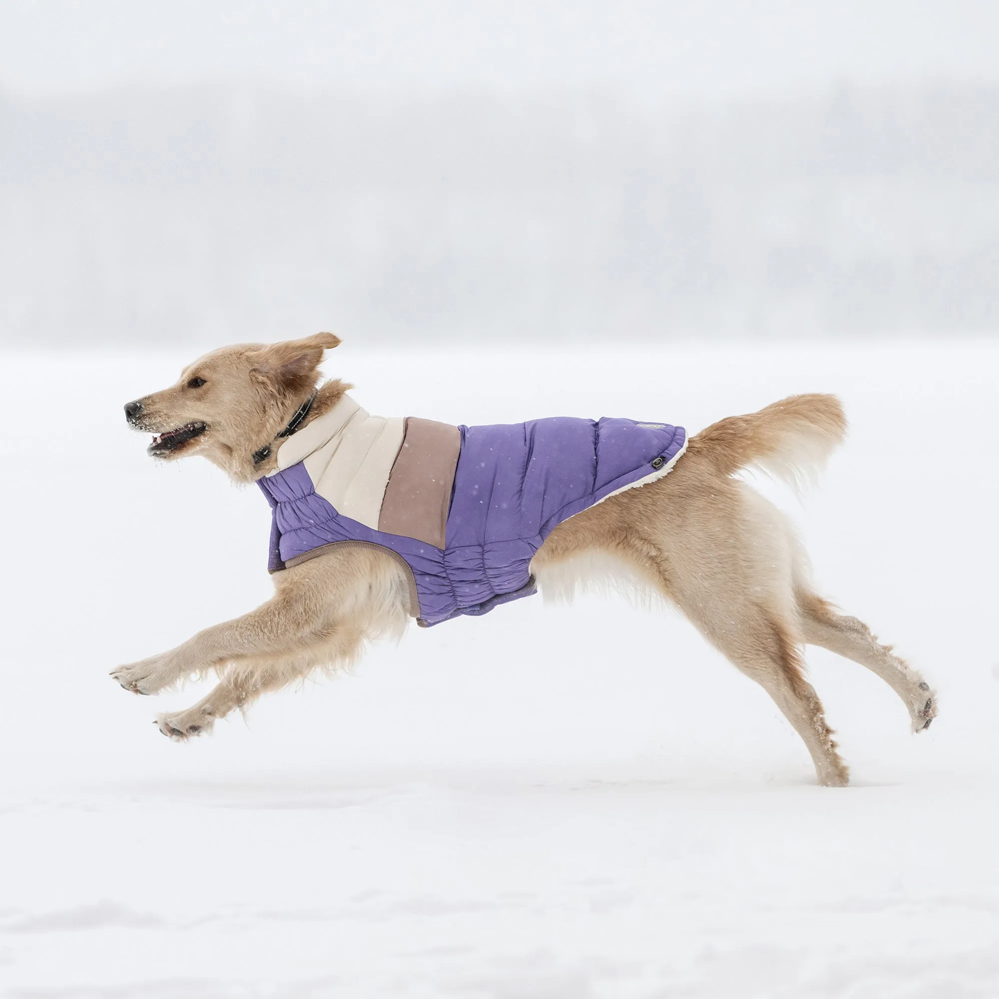 Color Block Dog Puffer | Purple