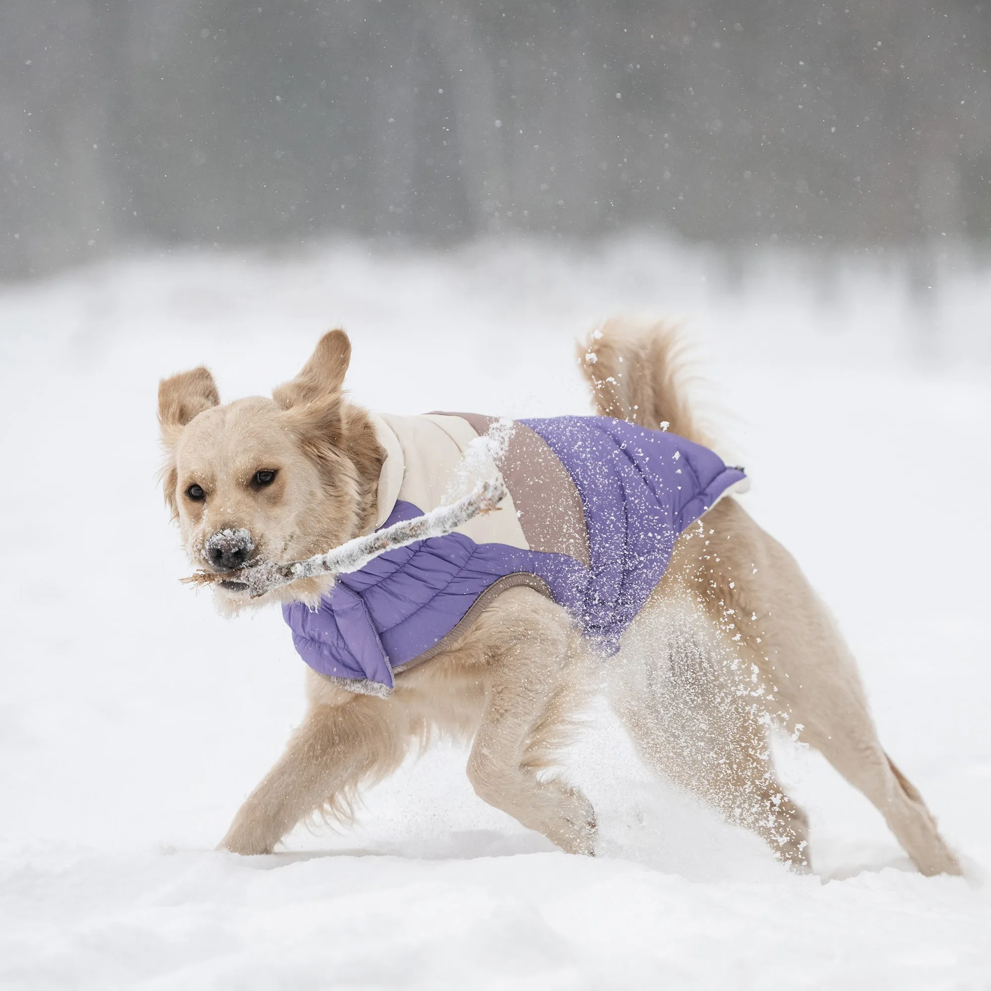 Color Block Dog Puffer | Purple