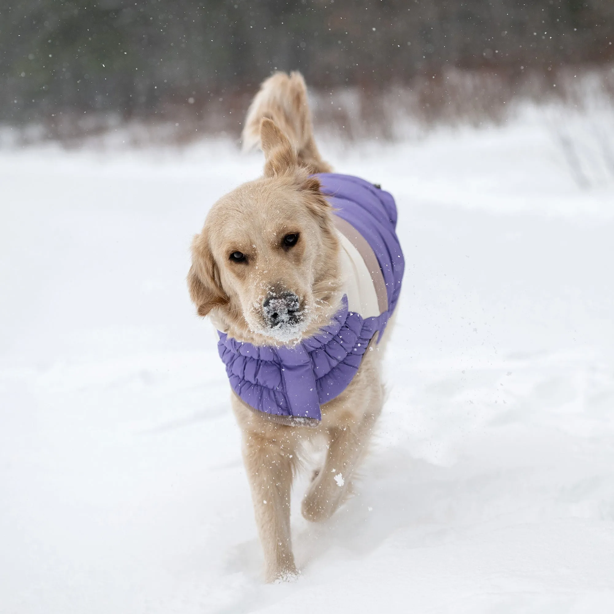 Color Block Dog Puffer | Purple