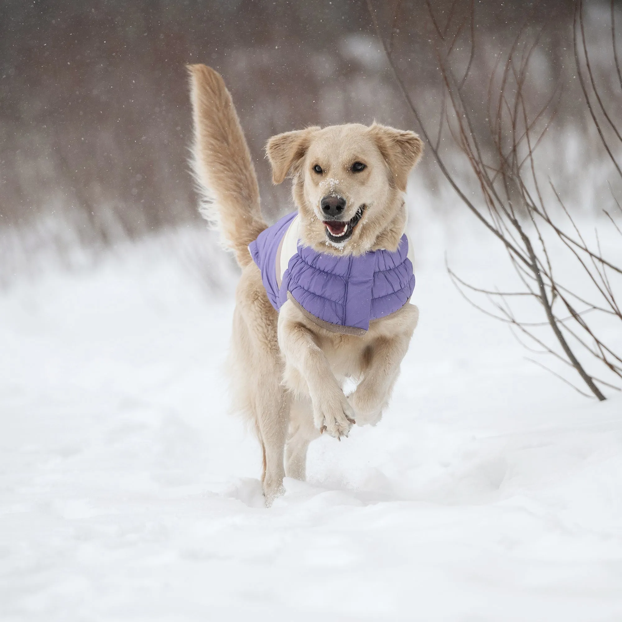 Color Block Dog Puffer | Purple