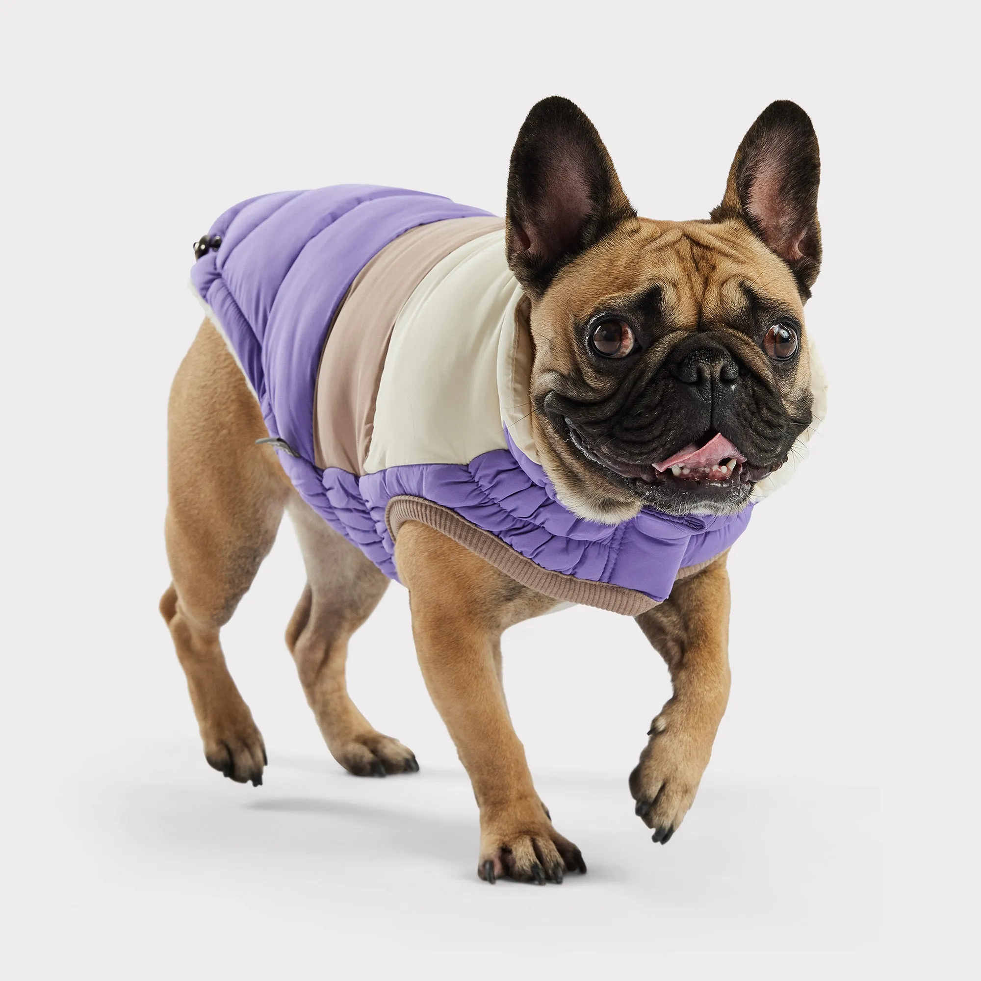 Color Block Dog Puffer | Purple