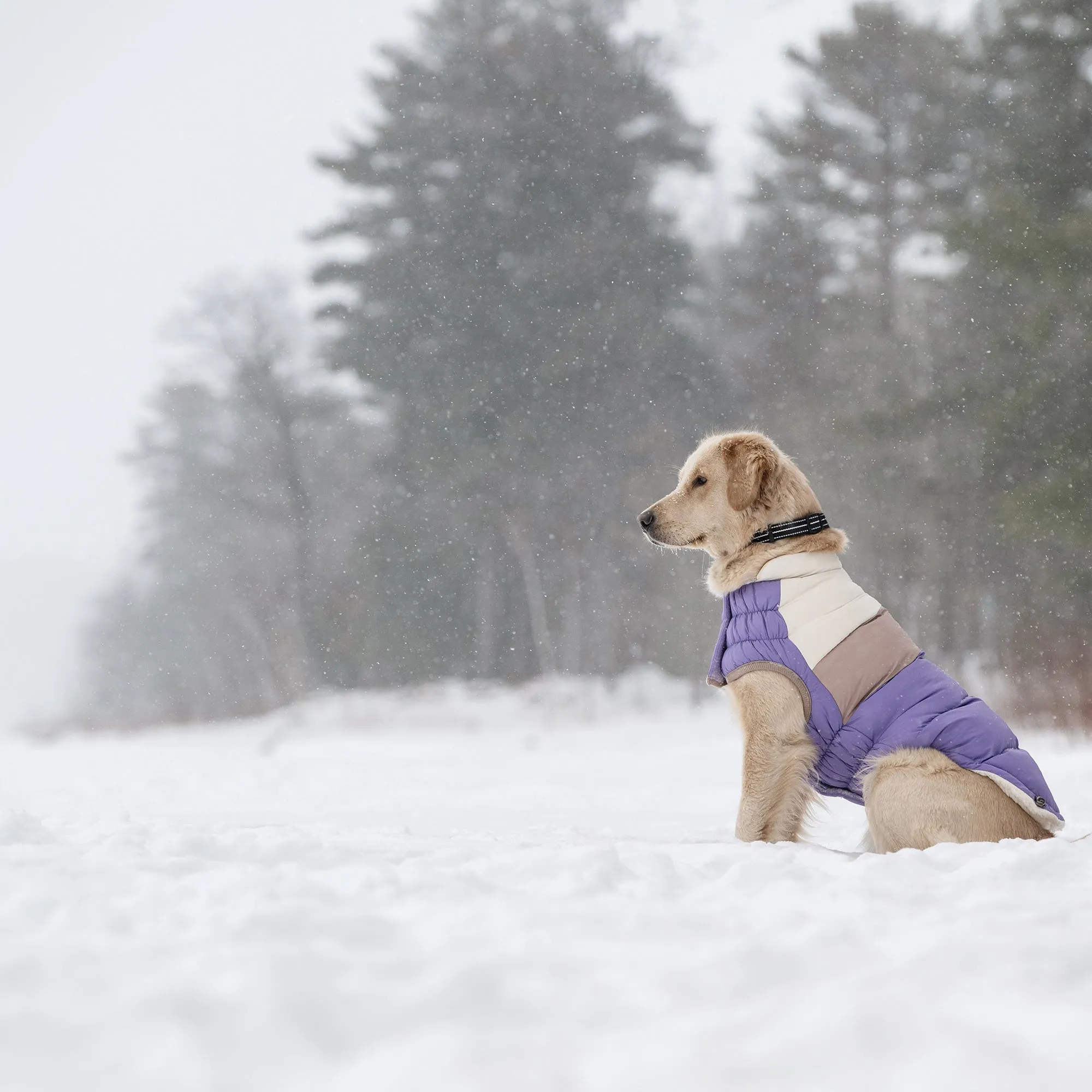 Color Block Dog Puffer | Purple